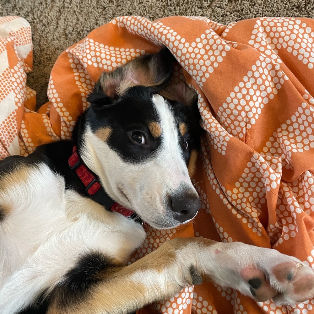 Meet your Posher, Annie